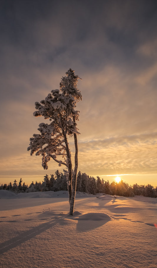 Tree as Muse