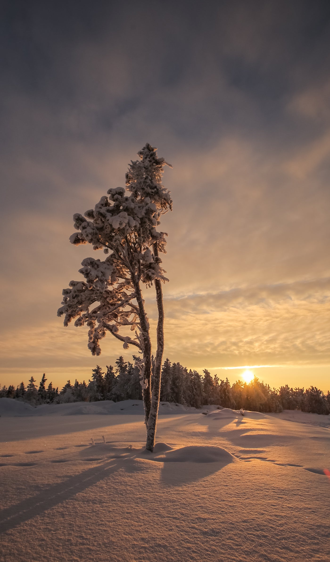 Tree as Muse