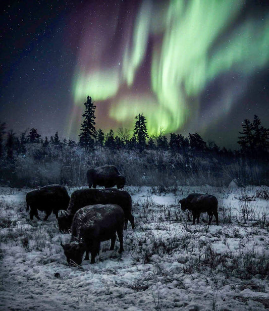 Bison of the Aurora