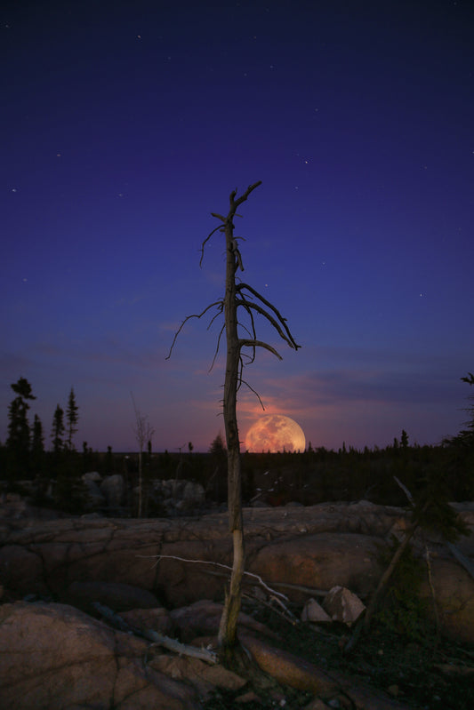 Flower Moon