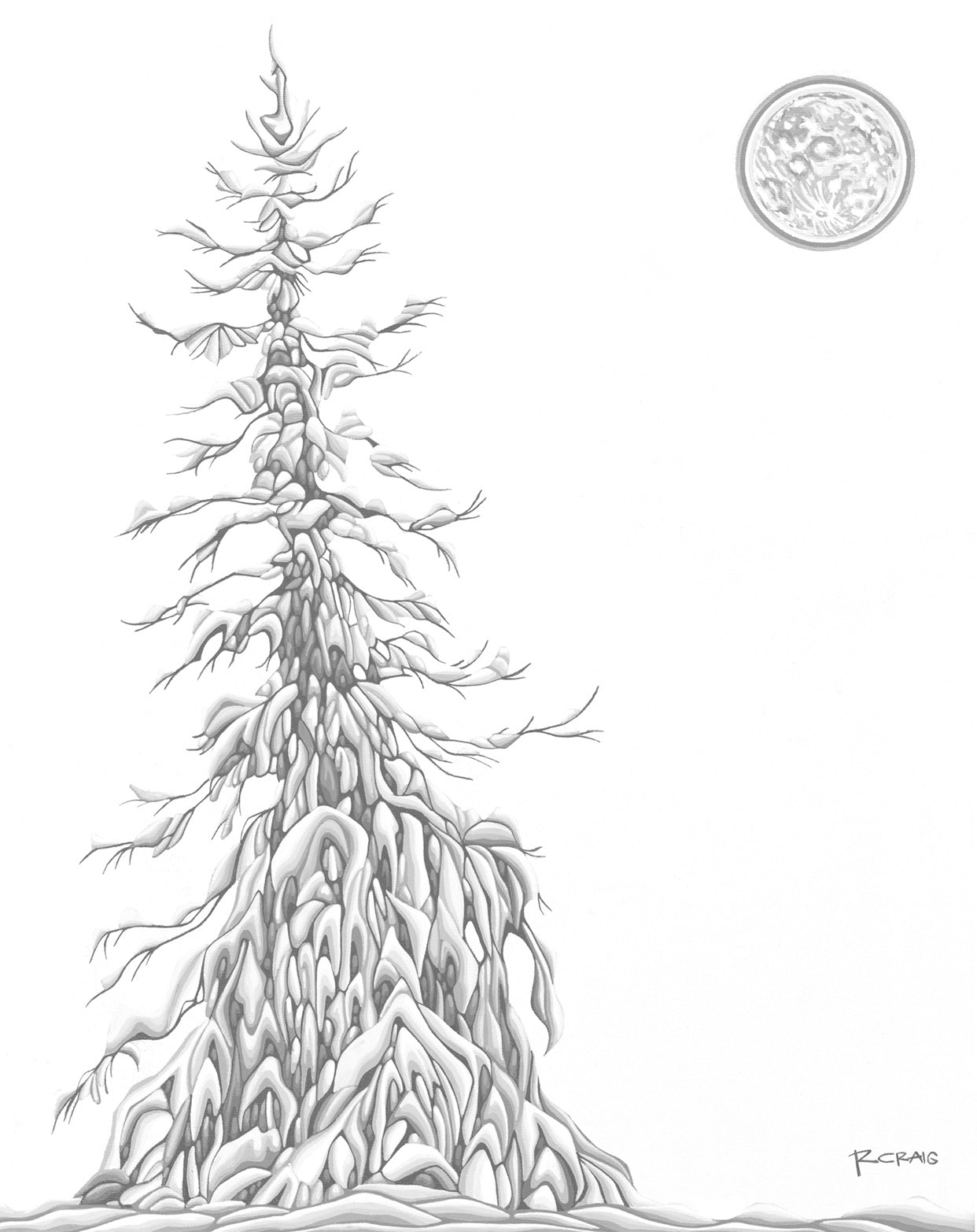 Black Spruce