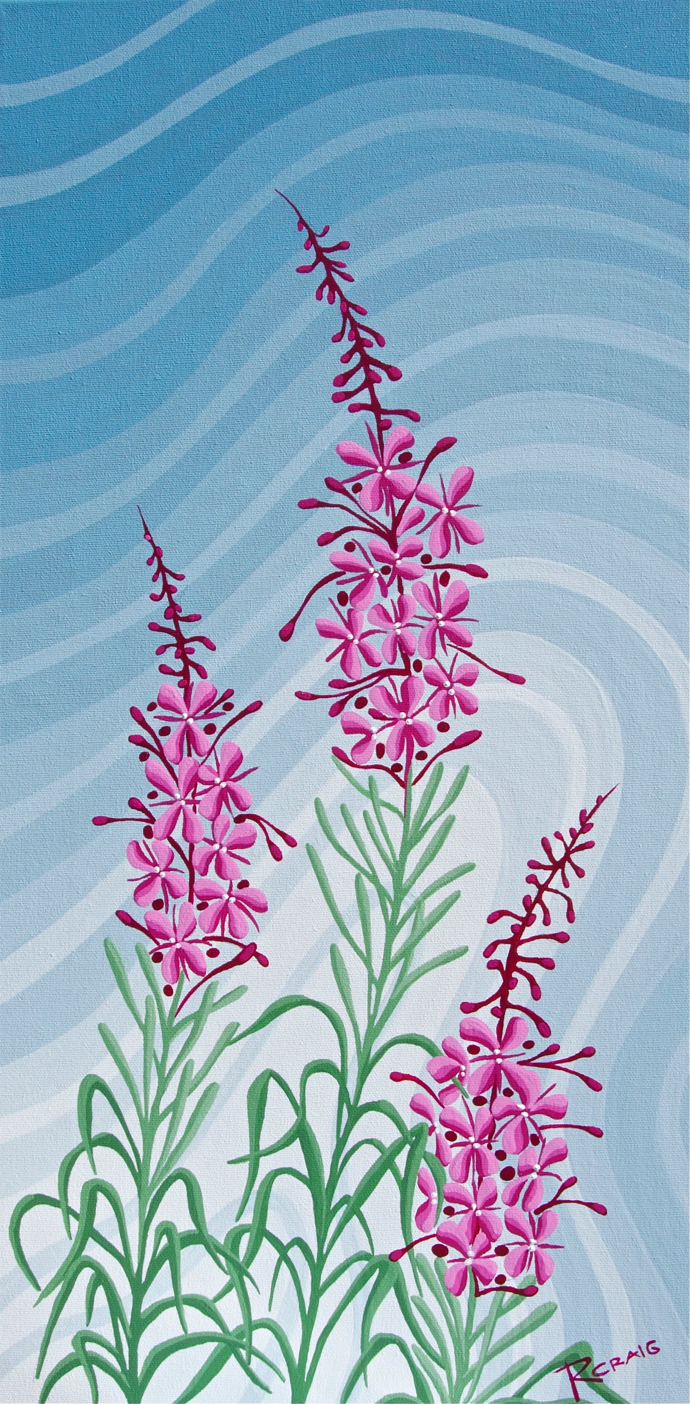 Northern Fireweed