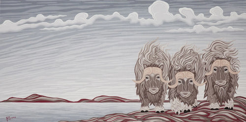 Musk ox 1